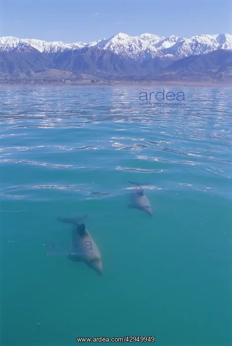 : HectorIs Dolphin : HectorIs Dolphin