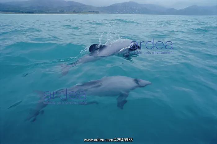  : HectorIs dolphin (Cephalorhynchus hectori). Kaikoura