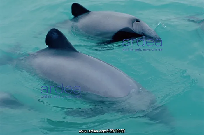 : HectorIs dolphin (Cephalorhynchus hectori). Kaikoura : HectorIs dolphin (Cephalorhynchus hectori). Kaikoura