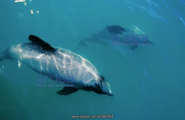 : HectorIs dolphin (Cephalorhynchus hectori). Kaikoura : HectorIs dolphin (Cephalorhynchus hectori). Kaikoura