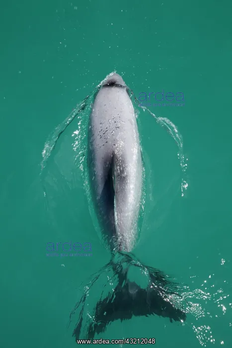 : Hector's dolphin (Cephalorhynchus hectori) : Hector's dolphin (Cephalorhynchus hectori)
