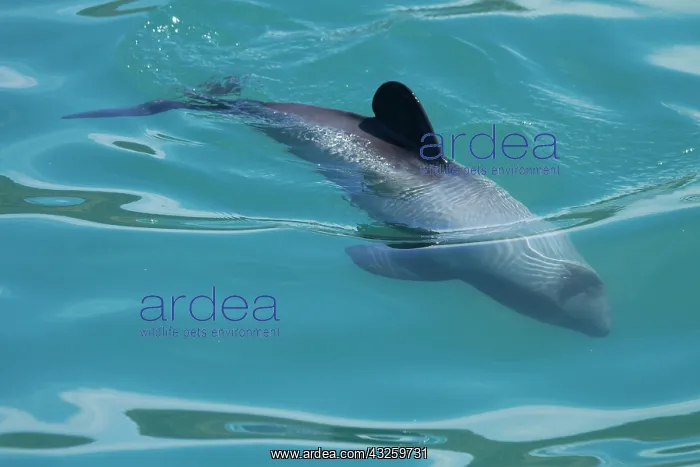 : Hector's dolphin (Cephalorhynchus hectori) : Hector's dolphin (Cephalorhynchus hectori)