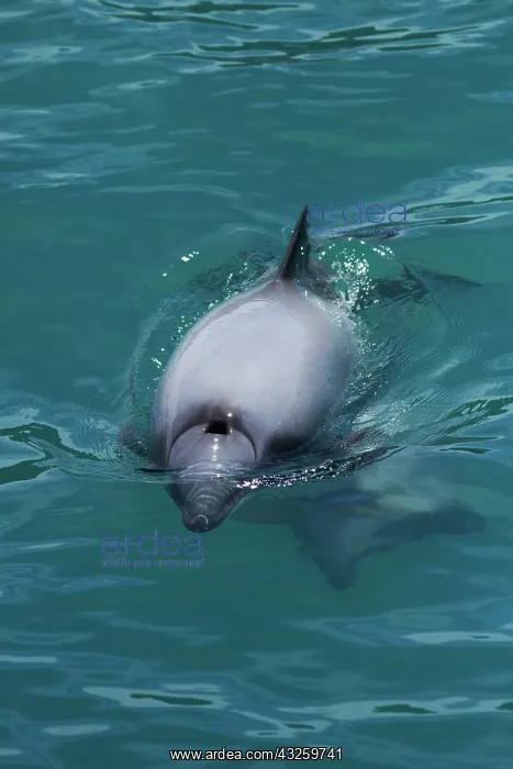: Hector's dolphin (Cephalorhynchus hectori) : Hector's dolphin (Cephalorhynchus hectori)