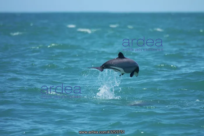 : Hector's dolphin jumping (Cephalorhynchus : Hector's dolphin jumping (Cephalorhynchus