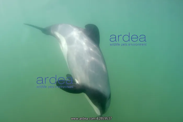 : Hector's Dolphin - swimming in the ocean off the : Hector's Dolphin - swimming in the ocean off the