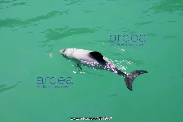 : Hector's Dolphins - one of the smallest marine : Hector's Dolphins - one of the smallest marine