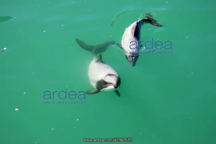 : Hector's Dolphins - one of the smallest marine : Hector's Dolphins - one of the smallest marine