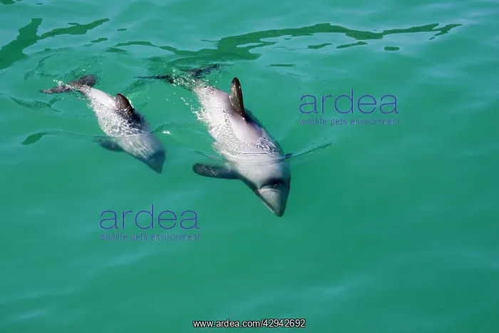 : Hector's Dolphins - one of the smallest marine : Hector's Dolphins - one of the smallest marine