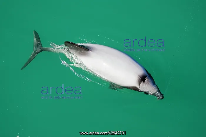 : Hector's Dolphins - one of the smallest marine : Hector's Dolphins - one of the smallest marine