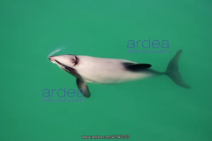 : Hector's Dolphins - one of the smallest marine : Hector's Dolphins - one of the smallest marine