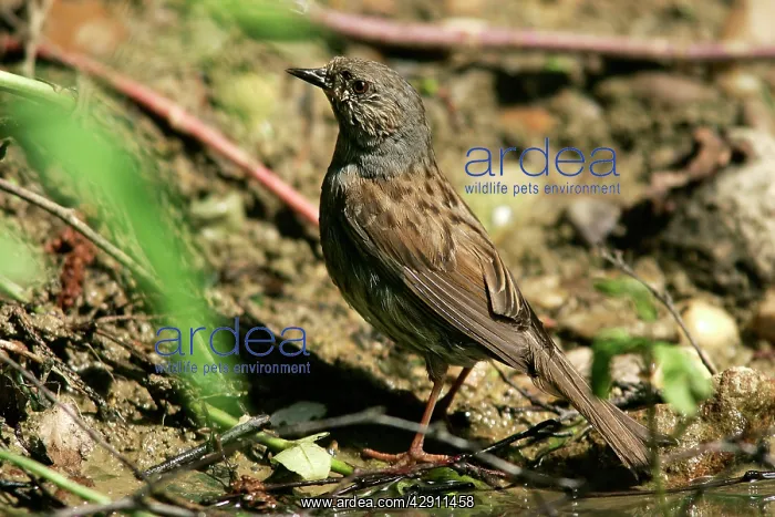 : Hedge Accentor / Dunnock : Hedge Accentor / Dunnock