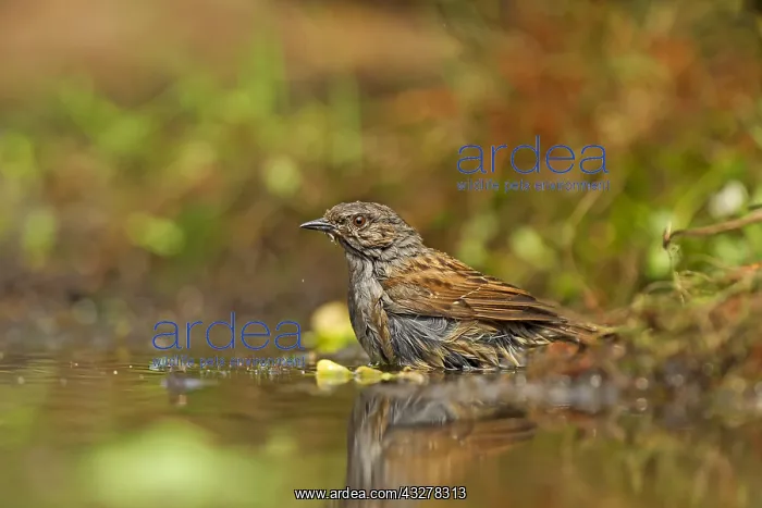 : Hedge Accentor (Prunella modularis) near the wa : Hedge Accentor (Prunella modularis) near the wa