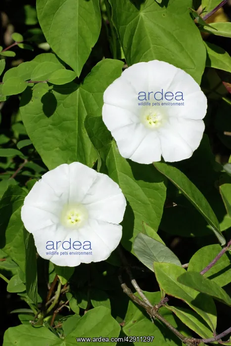 : Hedge Bindweed - flowering in garden : Hedge Bindweed - flowering in garden