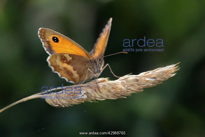 : Hedge Brown / Gatekeeper Butterfly : Hedge Brown / Gatekeeper Butterfly
