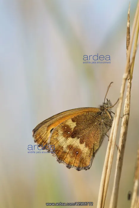 : Hedge Brown / Gatekeeper Butterfly : Hedge Brown / Gatekeeper Butterfly