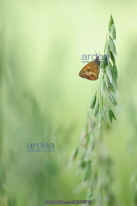 : Hedge Brown (Pyronia tithonus) resting : Hedge Brown (Pyronia tithonus) resting