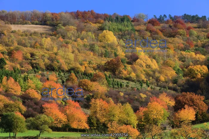 : Hedge landscape - in autumn colour - Hoeher Meissner : Hedge landscape - in autumn colour - Hoeher Meissner