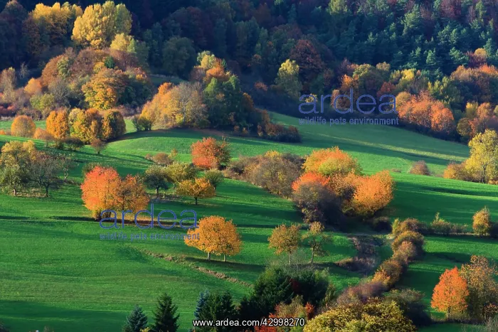 : Hedge landscape - in autumn colour - Hoeher Meissner : Hedge landscape - in autumn colour - Hoeher Meissner