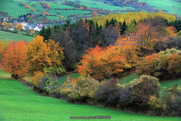 : Hedge Landscape - in autumn colour - Hoeher Meissner : Hedge Landscape - in autumn colour - Hoeher Meissner
