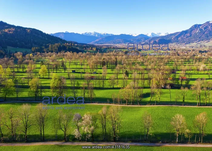 : Hedge landscape in the Isar valley near Gaissach : Hedge landscape in the Isar valley near Gaissach