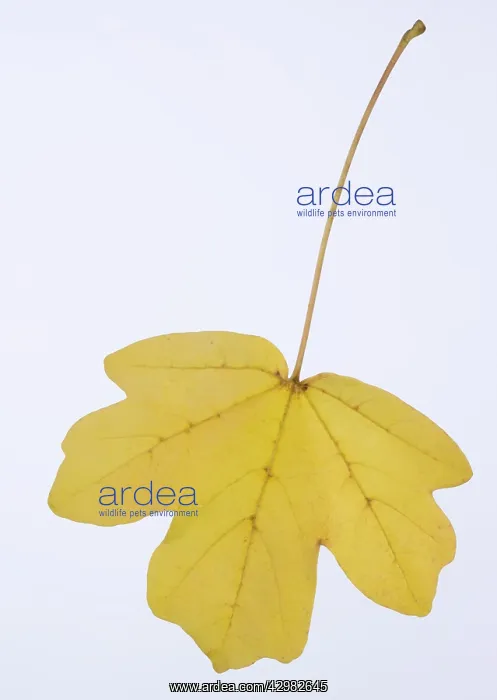 : Hedge Maple - autumn leaf : Hedge Maple - autumn leaf