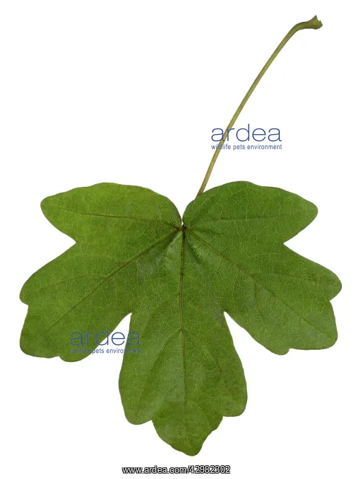 : Hedge Maple - leaf : Hedge Maple - leaf