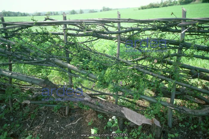  : Hedge - newly laid