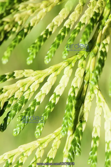 : Hedge, Western red cedar, Thuja plicata Zebrina : Hedge, Western red cedar, Thuja plicata Zebrina