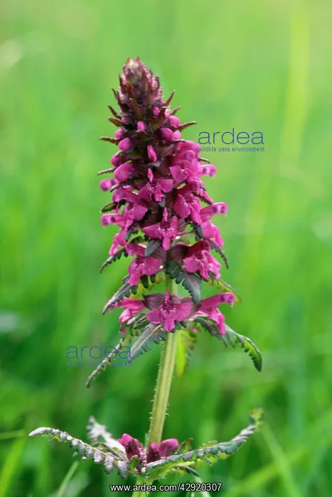 : HEDGE WOUNDWORT - IN BLOOM : HEDGE WOUNDWORT - IN BLOOM