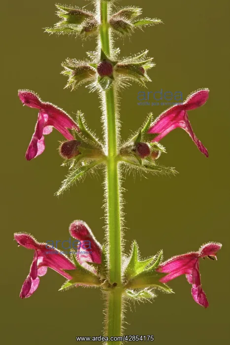 : Hedge Woundwort, against the light : Hedge Woundwort, against the light
