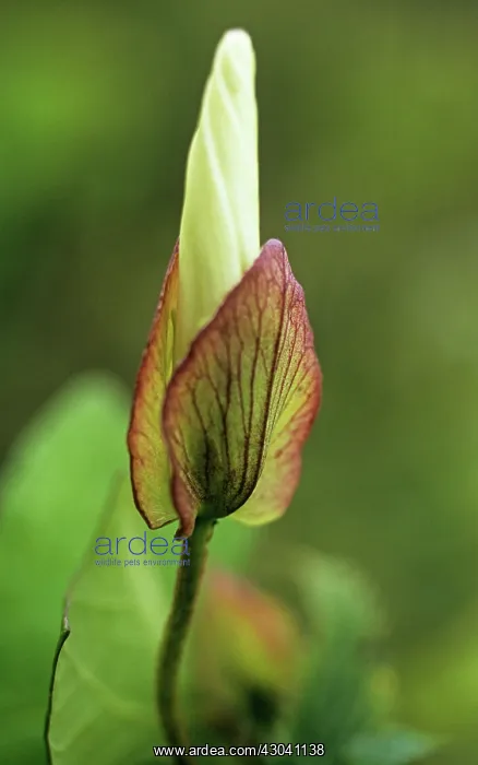 : Hedgebindweed : Hedgebindweed