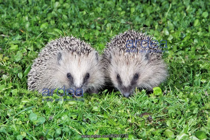 : Hedgehog - 2 young animals on garden lawn, feeding : Hedgehog - 2 young animals on garden lawn, feeding