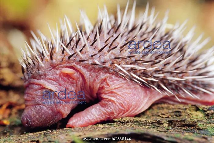  : HEDGEHOG - 3 days old