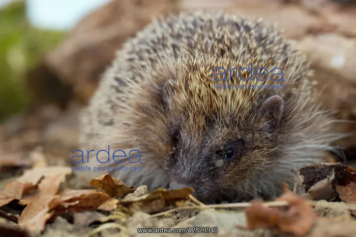: Hedgehog (Erinaceus europaeus) : Hedgehog (Erinaceus europaeus)