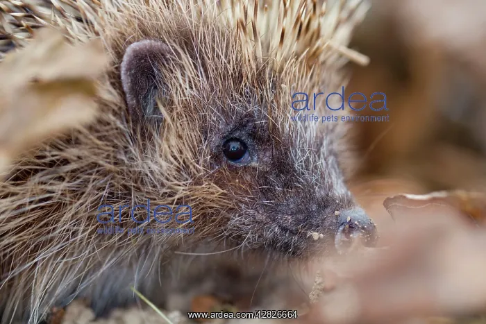 : Hedgehog (Erinaceus europaeus) : Hedgehog (Erinaceus europaeus)