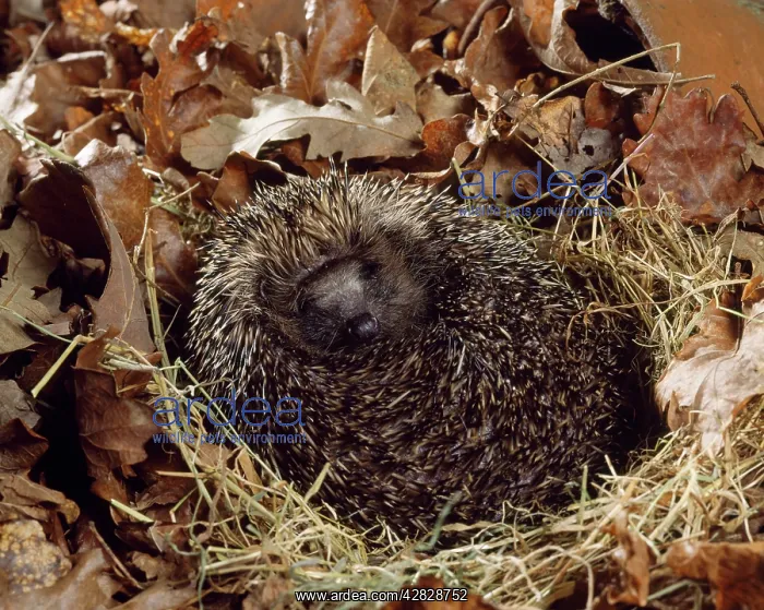 : HEDGEHOG (Erinaceus europaeus) : HEDGEHOG (Erinaceus europaeus)