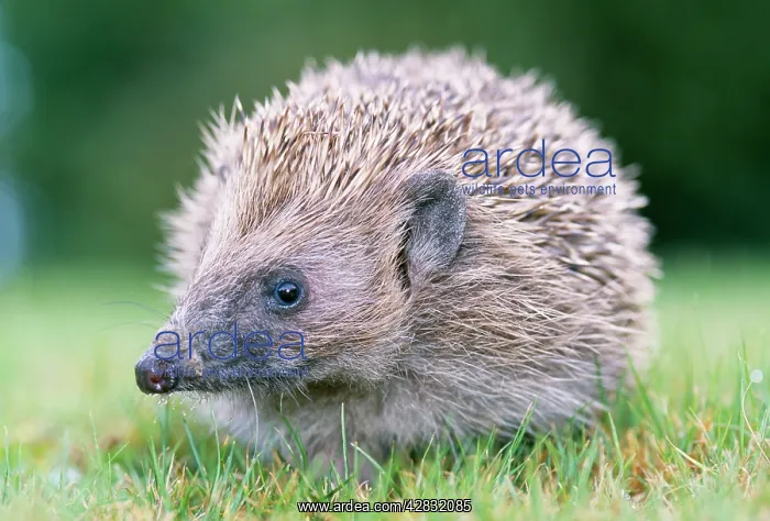 : HEDGEHOG (Erinaceus europaeus) : HEDGEHOG (Erinaceus europaeus)