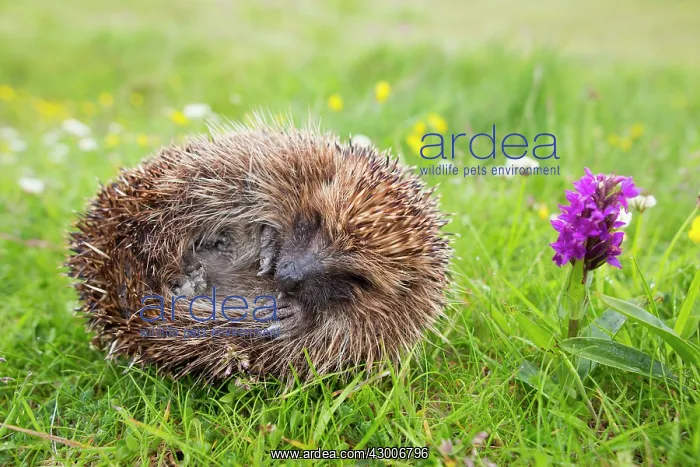 : Hedgehog (Erinaceus europaeus). curled up - next to Orchid - Summer, Shetland, UK : Hedgehog (Erinaceus europaeus). curled up - next to Orchid - Summer, Shetland, UK