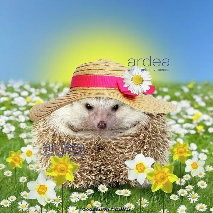 : Hedgehog in spring flowers daisies and daffodils wearing easter bonnet : Hedgehog in spring flowers daisies and daffodils wearing easter bonnet