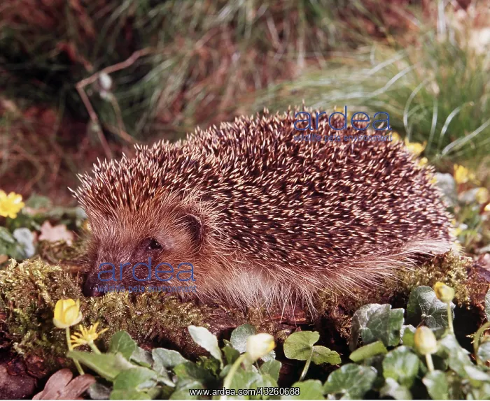 : HEDGEHOG : HEDGEHOG