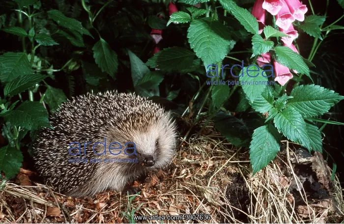 : HEDGEHOG : HEDGEHOG