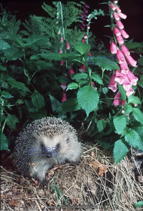 : HEDGEHOG : HEDGEHOG