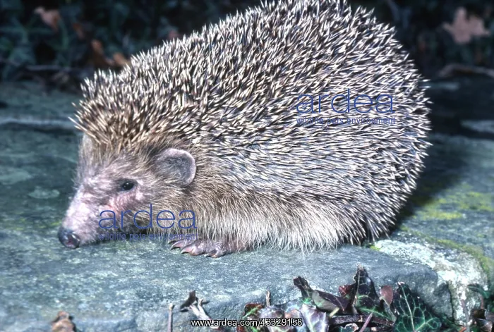 : HEDGEHOG : HEDGEHOG
