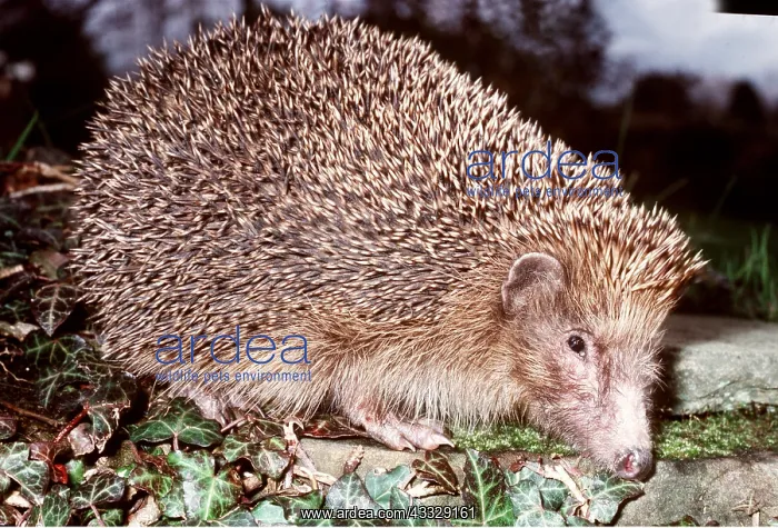 : HEDGEHOG : HEDGEHOG