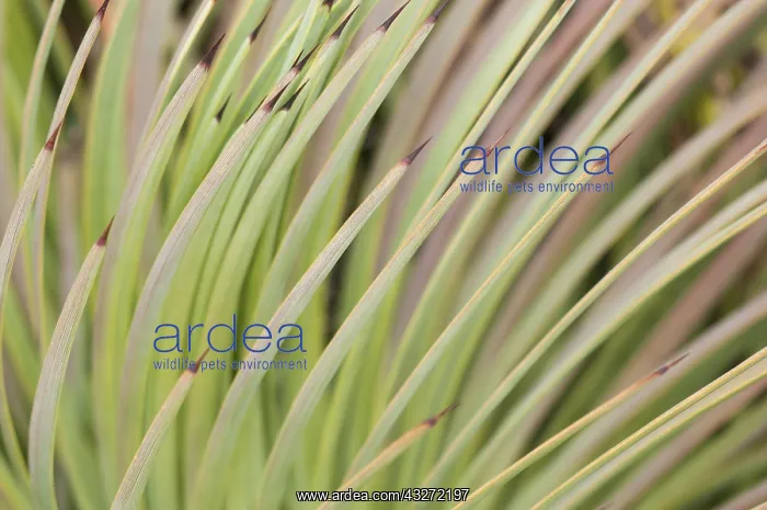  : Detail of Hedgehog agave (Agave stricta), Liguria