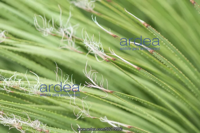 : Detail of Hedgehog agave (Agave stricta), Liguria, Italy : Detail of Hedgehog agave (Agave stricta), Liguria, Italy