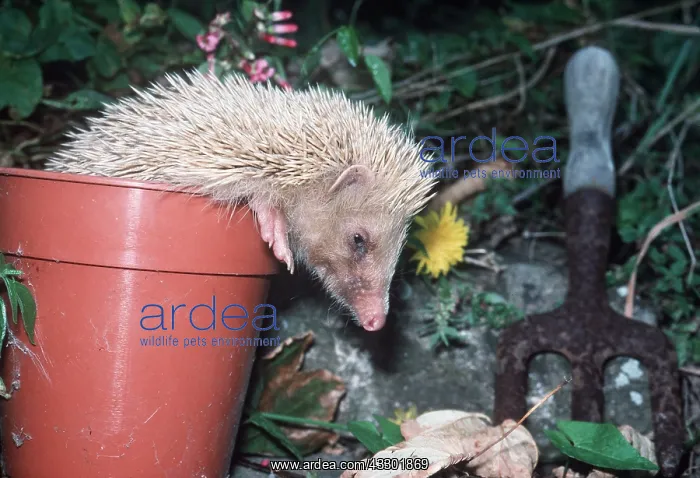 : HEDGEHOG - Albino in flower pot : HEDGEHOG - Albino in flower pot