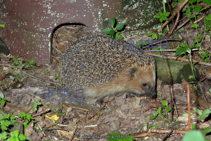 : Hedgehog - in front of artifical shelter : Hedgehog - in front of artifical shelter