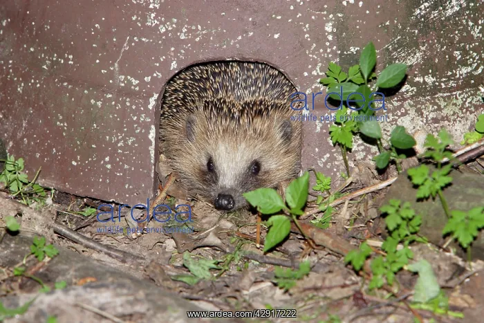 : Hedgehog - in artifical shelter, in garden : Hedgehog - in artifical shelter, in garden