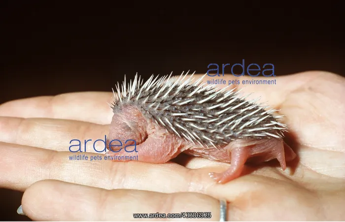 : HEDGEHOG - baby in human hand : HEDGEHOG - baby in human hand